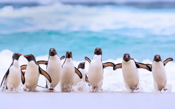 пингвин, компьютер, file, остров