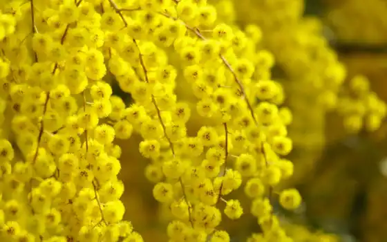 mimosa, cvety, роды, весна, желтый,