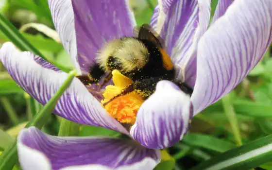 пчелка, цветы, bumble, bumblebee, лепестки, 