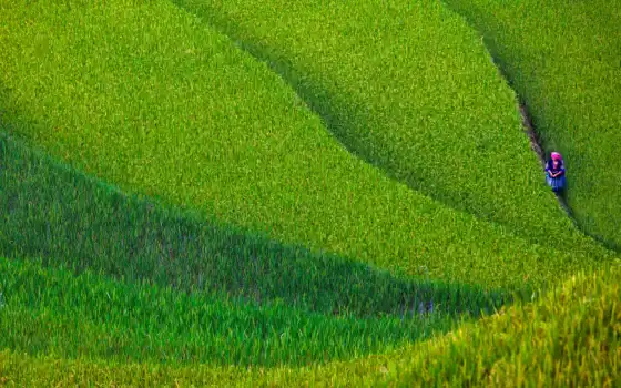 поле, сделать, рис, газон, устройство, природа, мужчина, зелёный, китаянка, терасса, трава