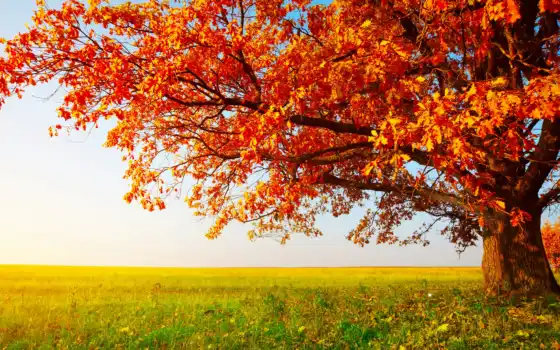 дерево, осень, природа, лист