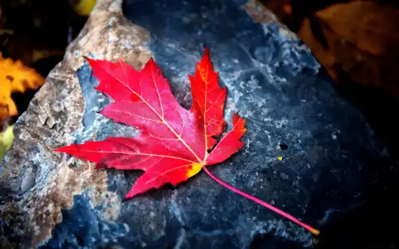 лист, осень, maple, red, funart