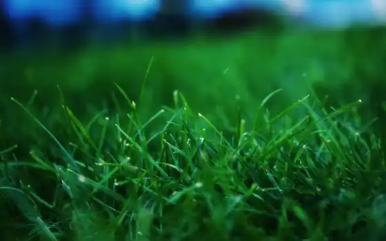 трава, summer, текстура, зелёный, makryi, красивый, газон, растение, природа, permission
