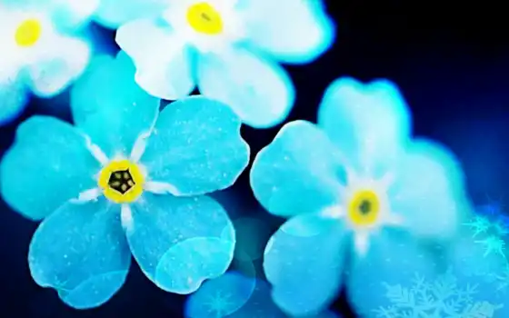 цветы, синий, забыть, растение