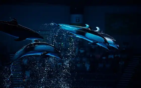 дельфин, bottlenose, видов