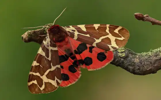бабочка, wallbox, krasivostus, spotted