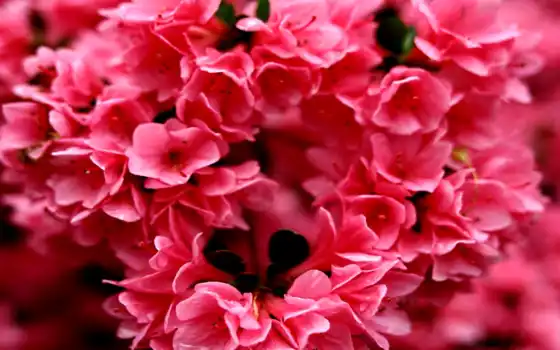 обои на рабочий стол, красивые картинки, картинки для ipad, обои для android