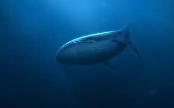 кит, миро, blue, биг, underwater, animal, одинокий,