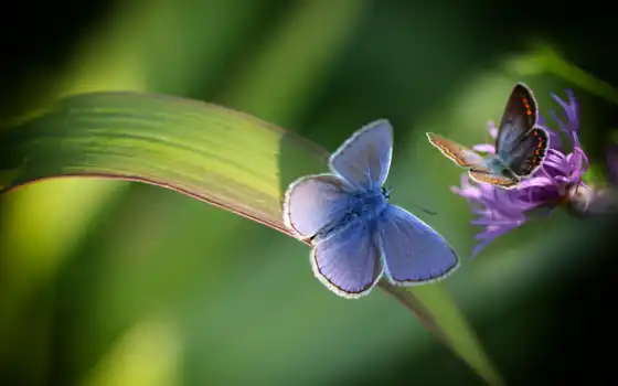 makryi, природа, цветы, blue, side, бабочка, лист, branch, water, глаз