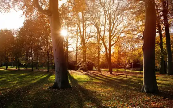 солнце, свет, ubackground, зависимости, осень, дерево, фото