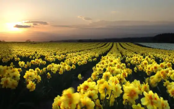 цветы, нарцисс, поле, желтый, закат