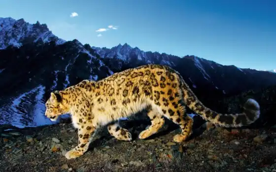 леопард, снег, гора, кот, животное