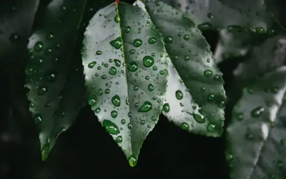 дождь, лист, погода, природа, зелёный, color, под, leaf, фото