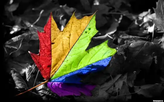 color, maple, лист, life
