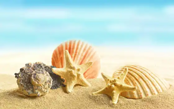 морские раковины, морские звезды, песок