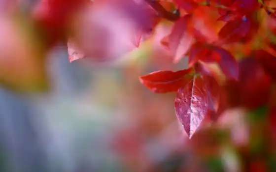 макро, листья, код, деревья, красный, осень, 