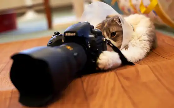 кот, фотоаппаратом, играет, фотоаппарат, смотрит, 