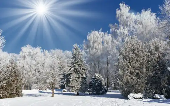 зимой, солнцем, лесом, деревьями, лучами и другими,
