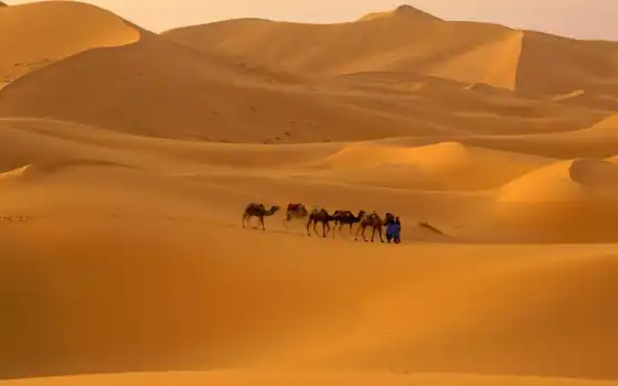 пустыня, задница, песок, верблюд, караван,