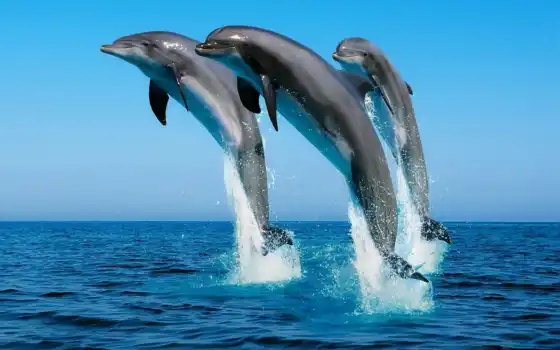 дельфина, dream, oir