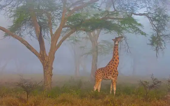 жираф, озеро