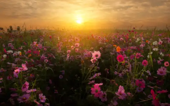 цветы, закат, поле