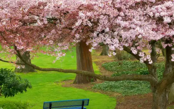 дерево, скакалка, вишня, лепешки, цветы, парк, весна, природа