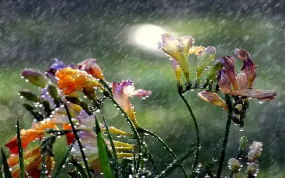 дождь, цветы, день, дождливый