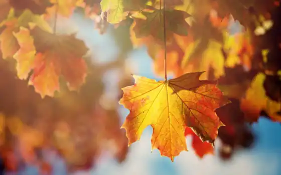 оранжевые, листья, дерево, осень, лист, картинку, картинка, кнопкой, мыши, 
