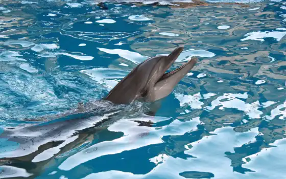 дельфина, вода, красивый, 