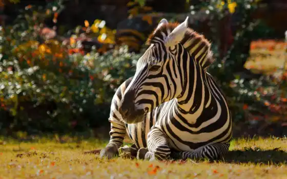 zebra, funart, onlainzebra