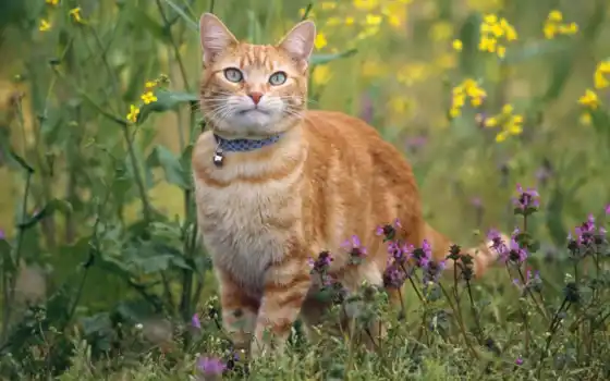 кот, кошки, сад, цветы, природа