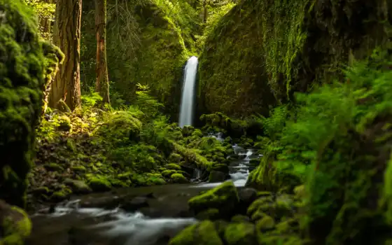 красивые, водопад, лес, самые, природа, страница, широкоформатные, зелёный, живые, 