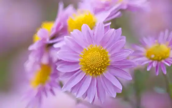 обои на рабочий стол, красивые картинки, картинки для ipad, обои для android