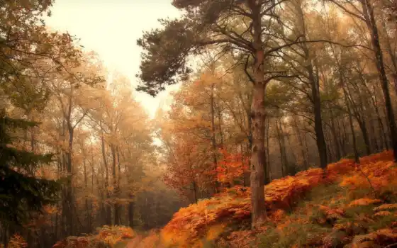 лес, осень, природа, 