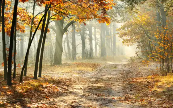 лес, осень, рабочий стол, деревья, телефон, pinterest,