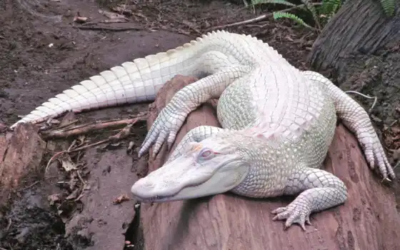 крокодил, альбино, белый