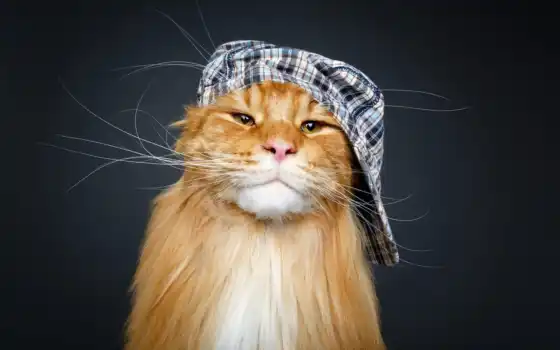 шляпа, кот
