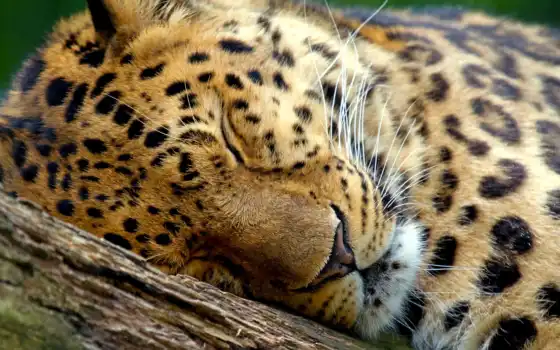 толстый, леопард, спящий, ручка, ручку,