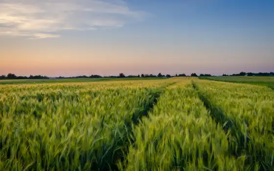 поле, пшеница, небо, природа
