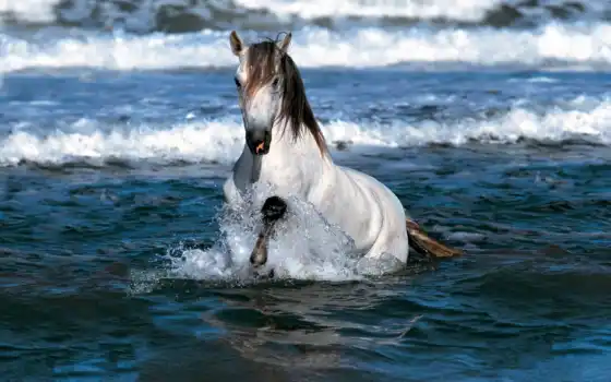 фото, белая, фот, лошади, воде, 