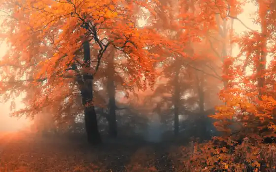туман, деревья, осень, лес, 