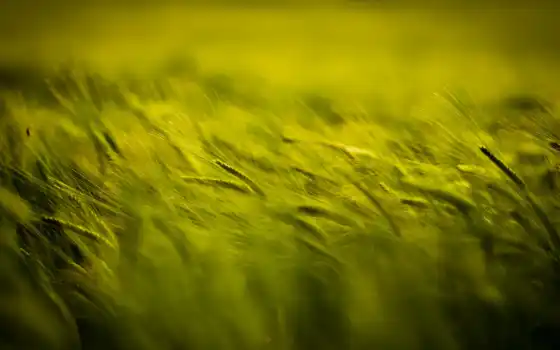 серьги, поле, зелёный, пшеница, колосок, фон, трава, weed, зеленое, makryi, день
