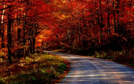 лес, атлас, осень, бесплатно, десктоп, фон, дороги,