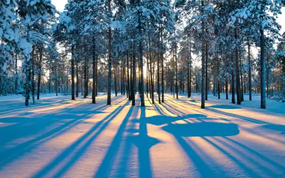 лес, зима, рассвет, кристалл, деревья, горящие,