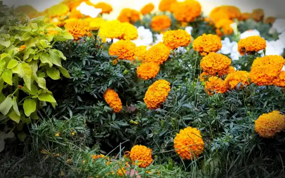 cvety, бесплатные, бархатцы, tagetes, цветов, фон, flowers, 