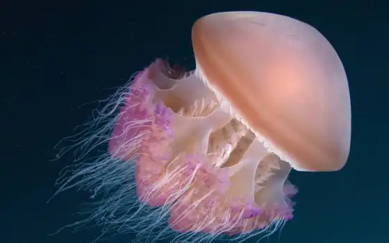 медуза, море, подводное, животное, морское, беспозвоночное, глубокое, редкое, галерея, океан