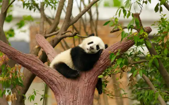 панда, маленькая, спит, сладко, развилке, дерева, размеры, цена, 