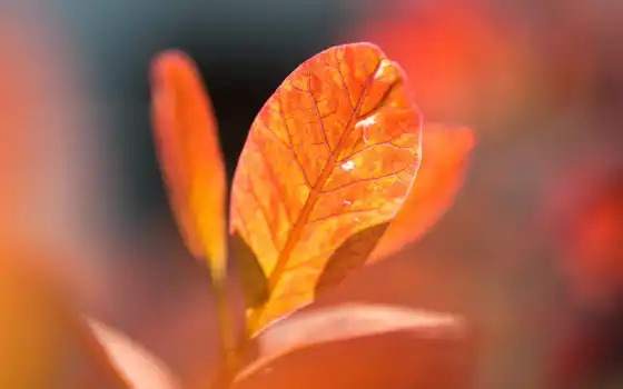 leaf, оранжевый, осень, пасть, природа