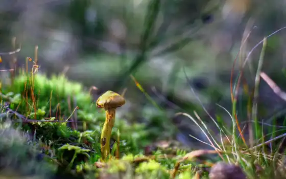 mushroom, fore, природа